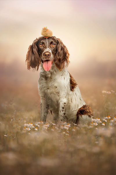 Spiffy Spaniel