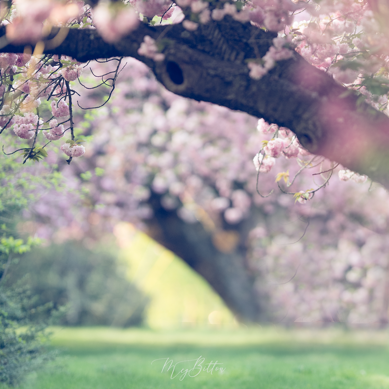 Digital Background: Cherry Blossom