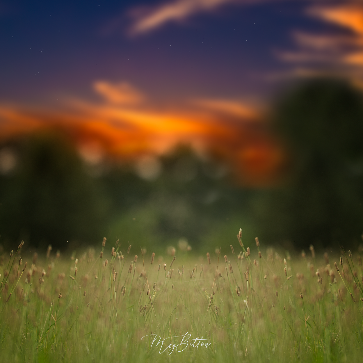 Digital Background: Early Evening Field