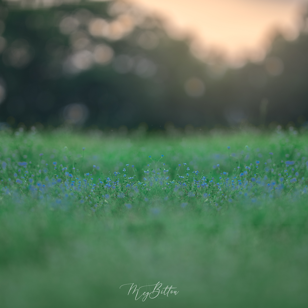 Digital Background: Field of Blue