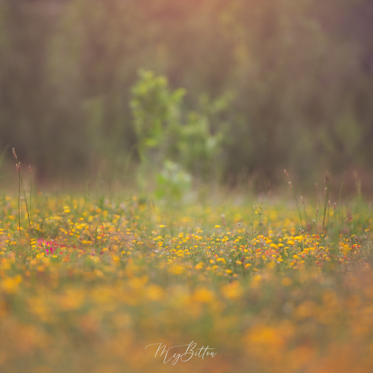Digital Background: Field of Yellow