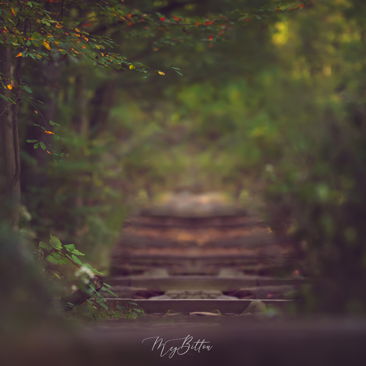 Digital Background: Forest Steps