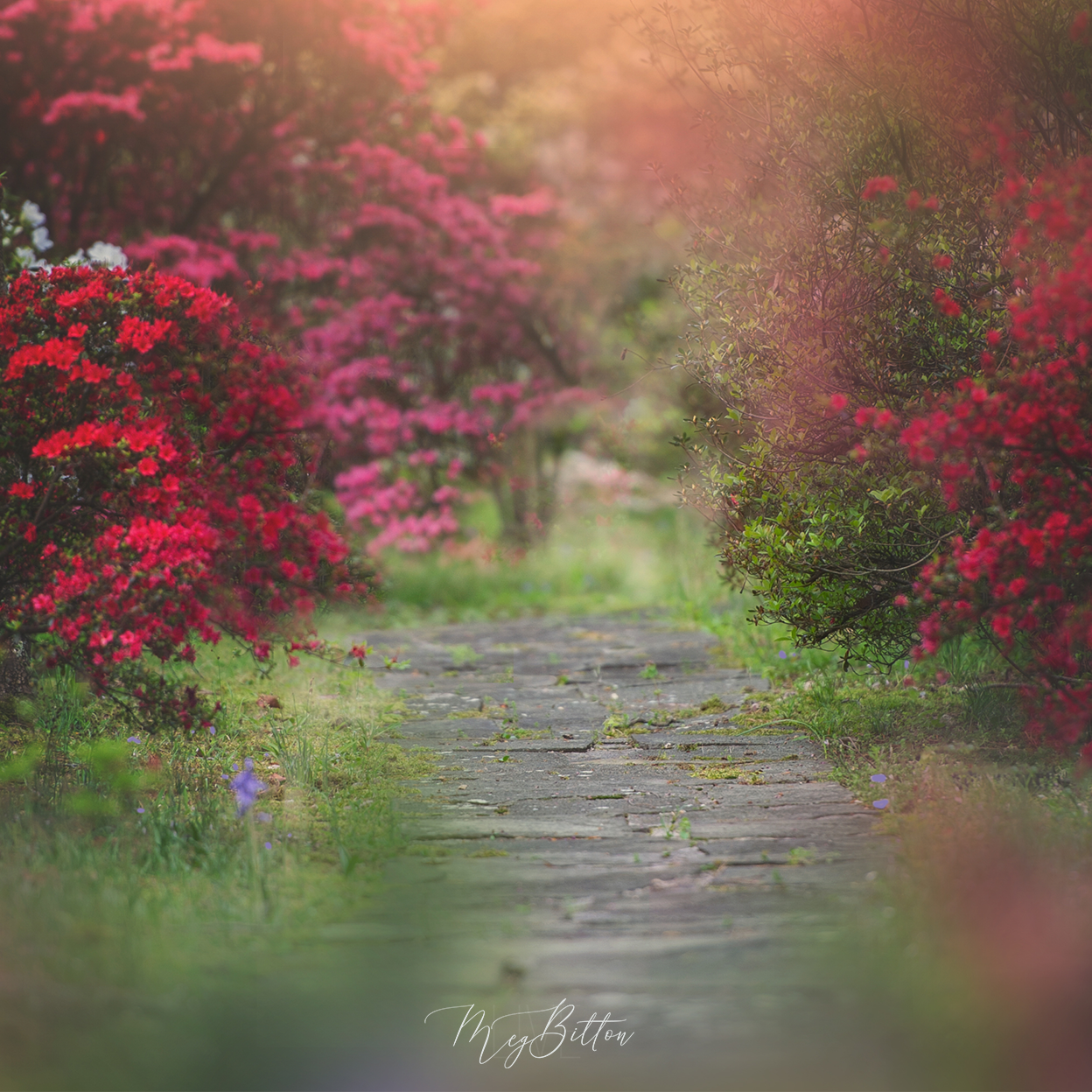 Digital Background: Garden Path