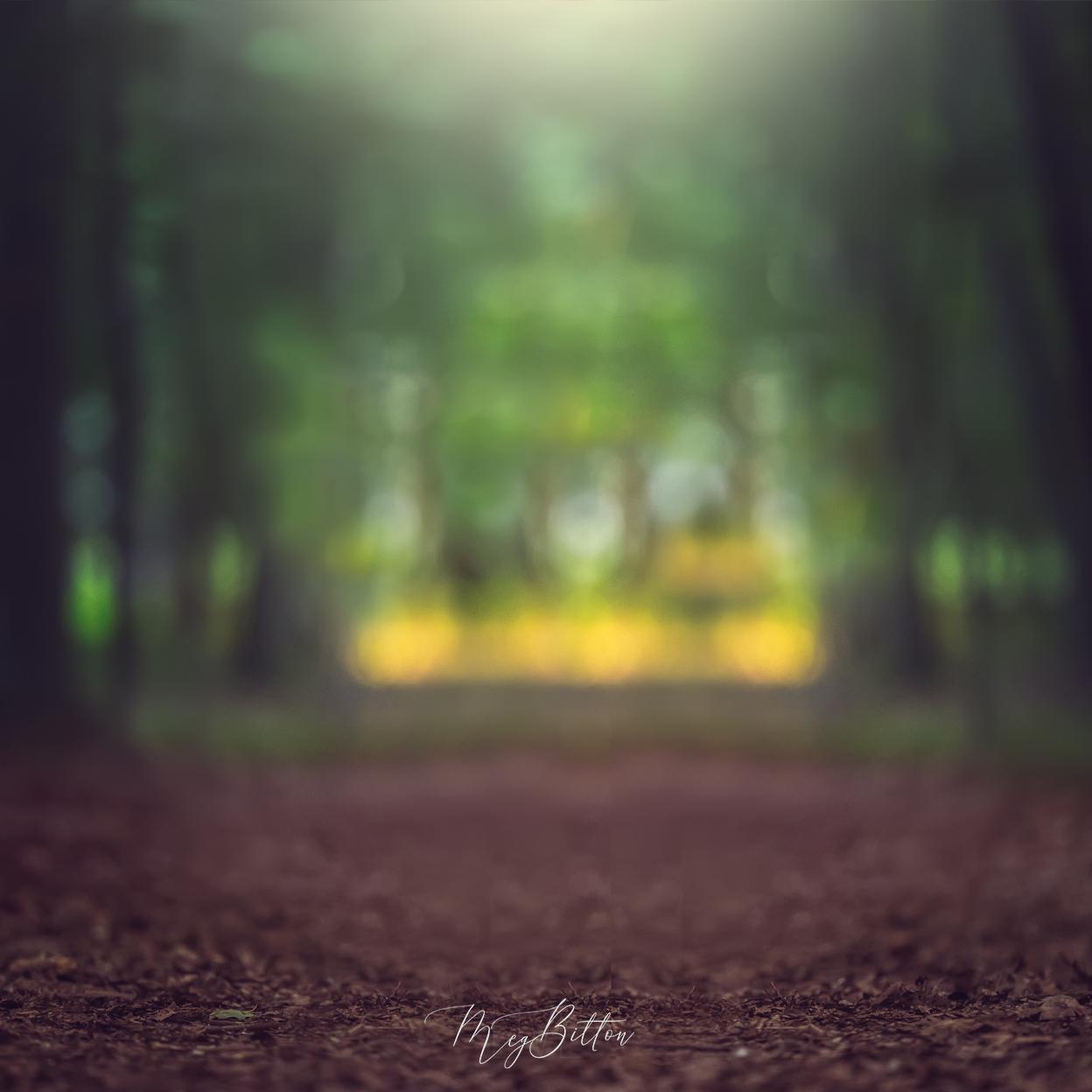 Digital Background: Green Forest