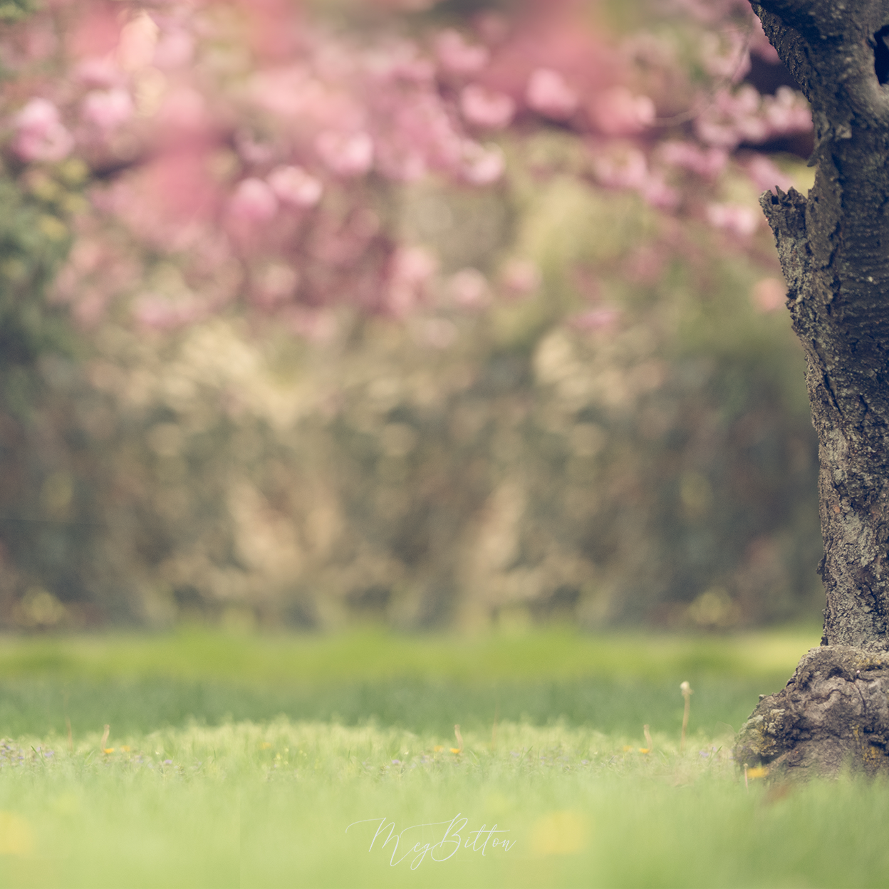 Digital Background: In Bloom