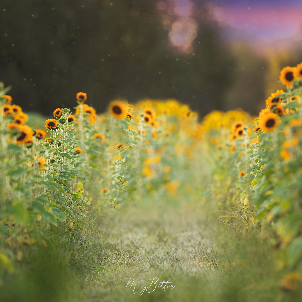 Digital Background: Sunflower Evening