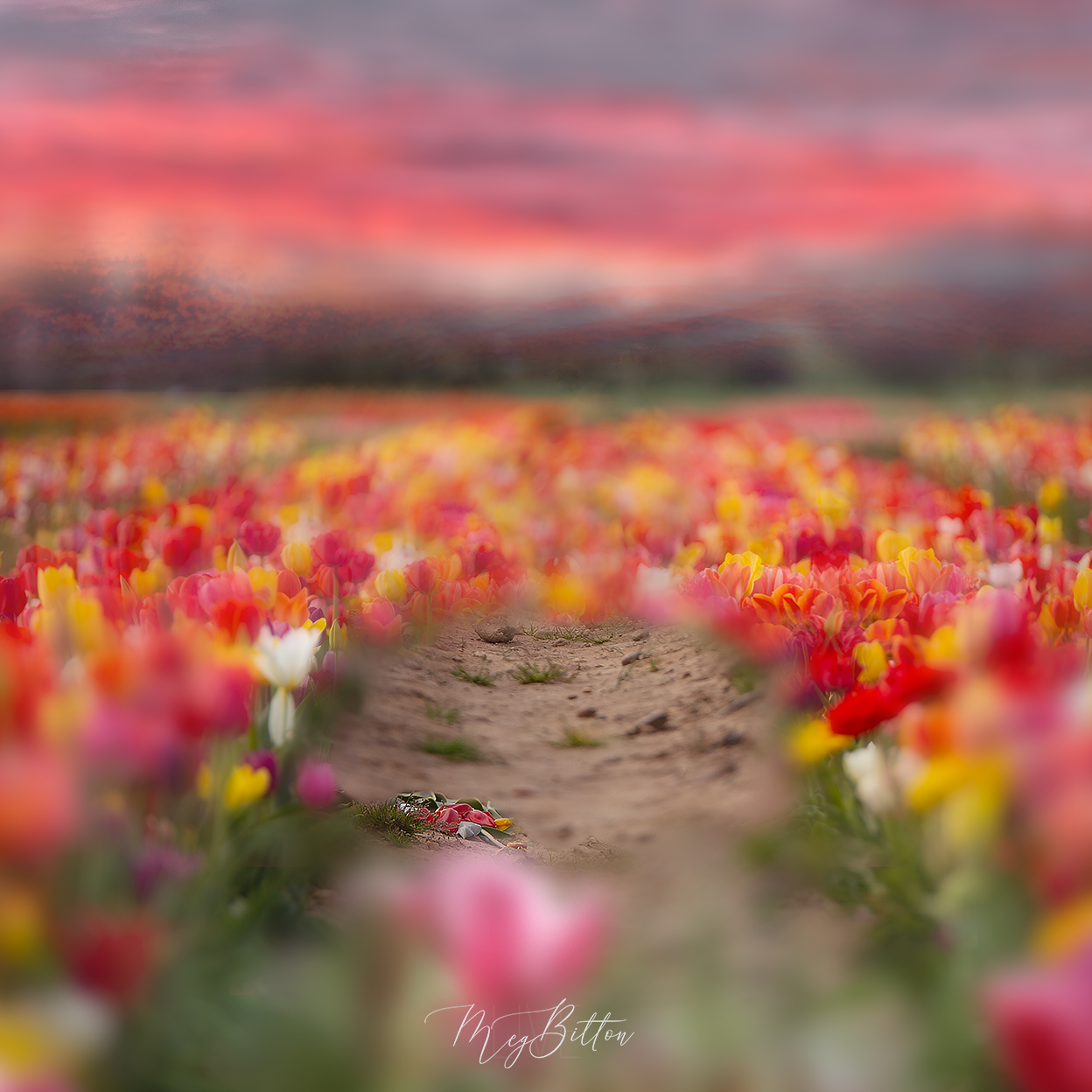 Digital Background: Tiptoe Through the Tulips
