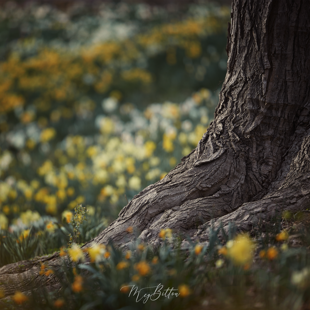 Digital Background: Tree Seat